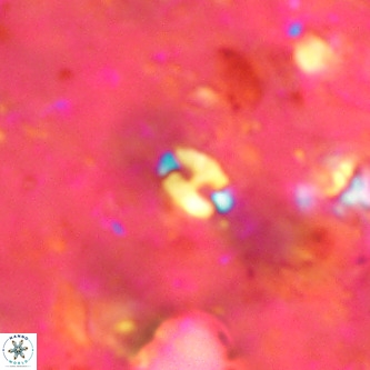 Lanternithus duocavus VR 00076