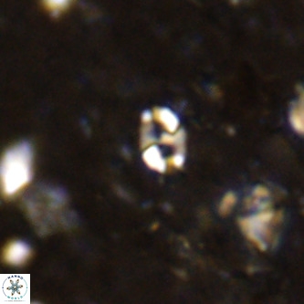 Lanternithus duocavus VR 00077