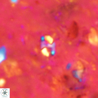 Lanternithus duocavus VR 00078