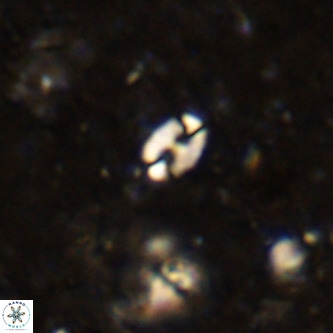 Lanternithus duocavus VR 00079