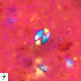Lanternithus duocavus VR 00080