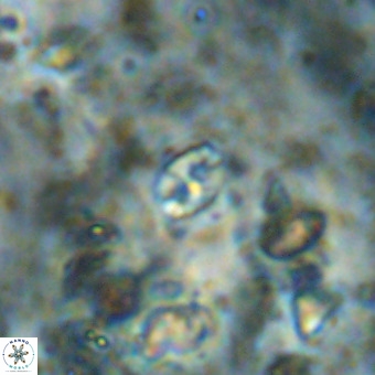 Lanternithus duocavus VR 00086