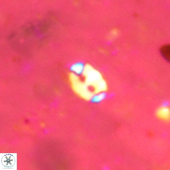 Lanternithus duocavus VR 00104