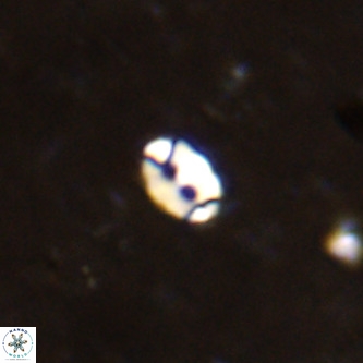 Lanternithus duocavus VR 00105