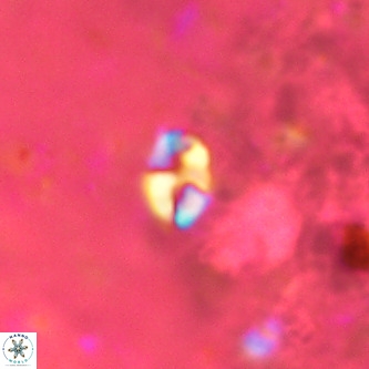 Lanternithus duocavus VR 00107