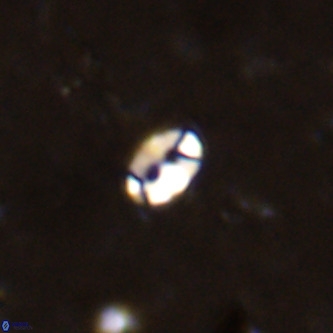 Lanternithus duocavus VR 00109