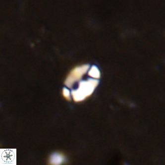 Lanternithus duocavus VR 00109