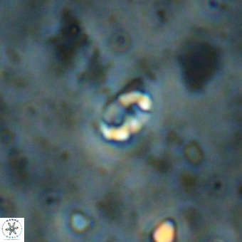 Lanternithus duocavus VR 00114