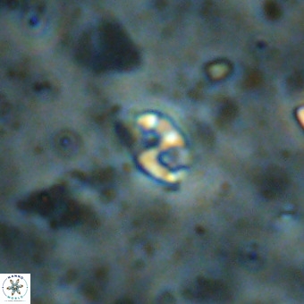Lanternithus duocavus VR 00116