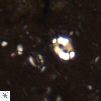 Lanternithus duocavus VR 00129