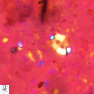 Lanternithus duocavus VR 00130