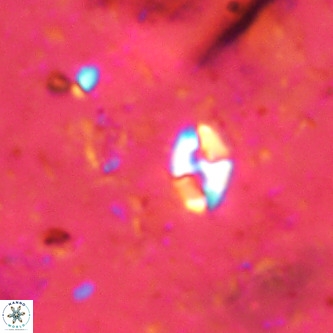 Lanternithus duocavus VR 00132