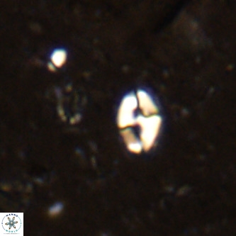 Lanternithus duocavus VR 00133