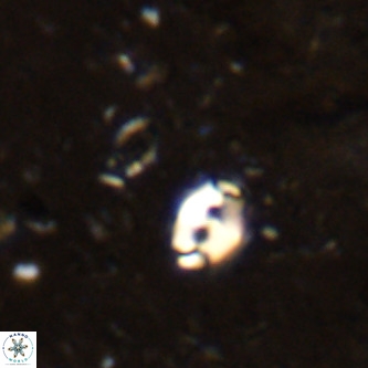 Lanternithus duocavus VR 00134
