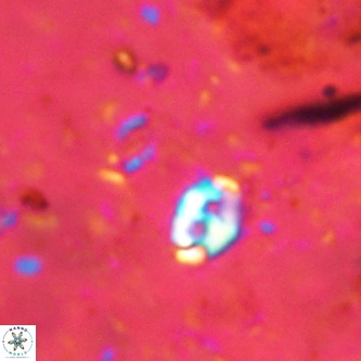 Lanternithus duocavus VR 00135