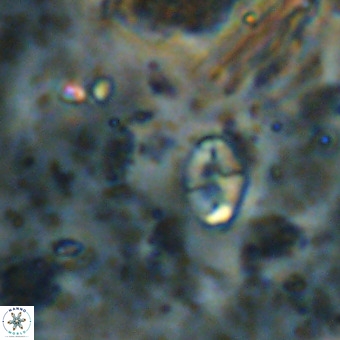 Lanternithus duocavus VR 00138
