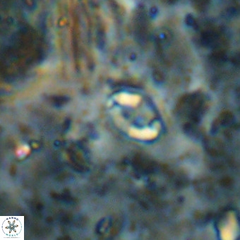 Lanternithus duocavus VR 00139