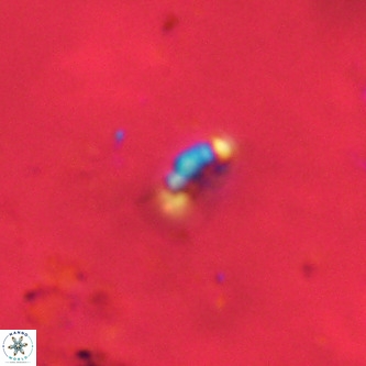 Lanternithus duocavus VR 00315