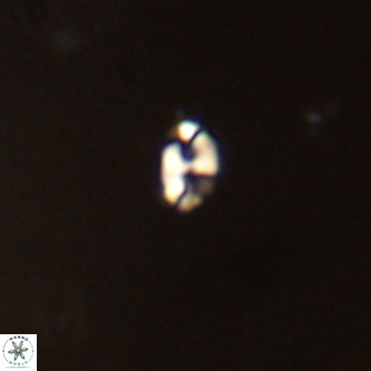 Lanternithus duocavus VR 00317