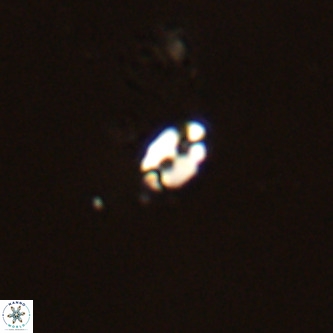 Lanternithus duocavus VR 00321
