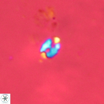 Lanternithus duocavus VR 00322