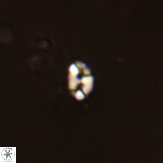 Lanternithus duocavus VR 00324