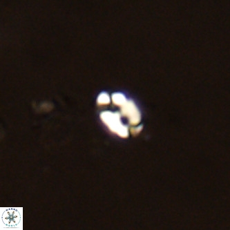 Lanternithus duocavus VR 00325