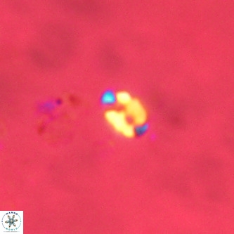 Lanternithus duocavus VR 00326