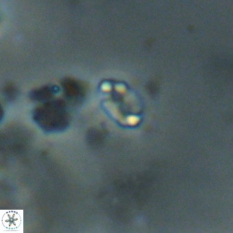 Lanternithus duocavus VR 00331