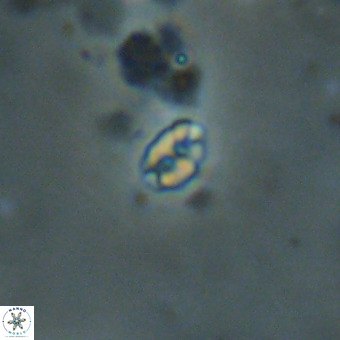 Lanternithus duocavus VR 00335