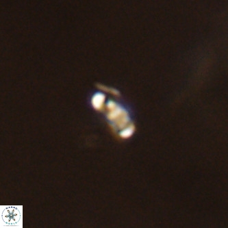 Lanternithus duocavus VR 00360