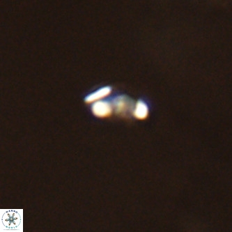 Lanternithus duocavus VR 00362