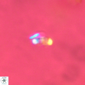 Lanternithus duocavus VR 00363