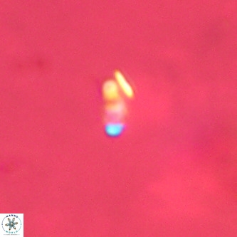 Lanternithus duocavus VR 00368