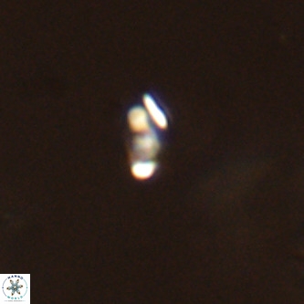 Lanternithus duocavus VR 00369