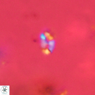 Lanternithus duocavus VR 00371