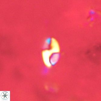 Lanternithus duocavus VR 01648
