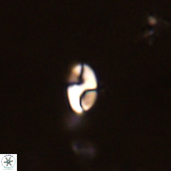 Lanternithus duocavus VR 01649