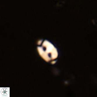 Lanternithus duocavus VR 01650