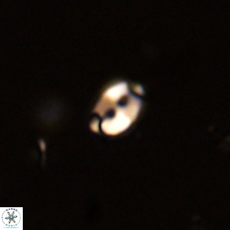 Lanternithus duocavus VR 01653