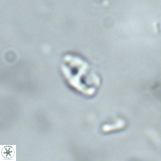 Lanternithus duocavus VR 01656