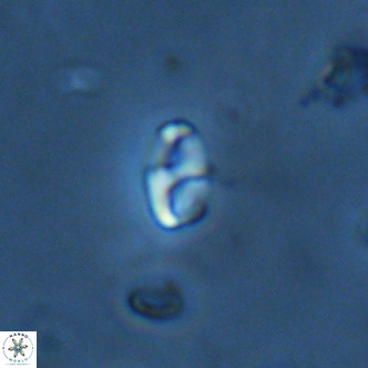 Lanternithus duocavus VR 01658