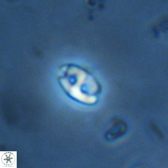 Lanternithus duocavus VR 01659
