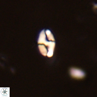 Lanternithus duocavus VR 01666