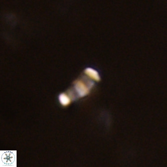 Lanternithus duocavus VR 01671