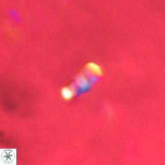 Lanternithus duocavus VR 01672