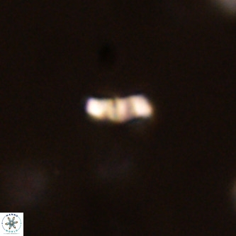 Lanternithus duocavus VR 01675