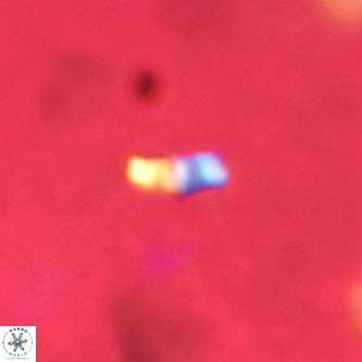 Lanternithus duocavus VR 01676