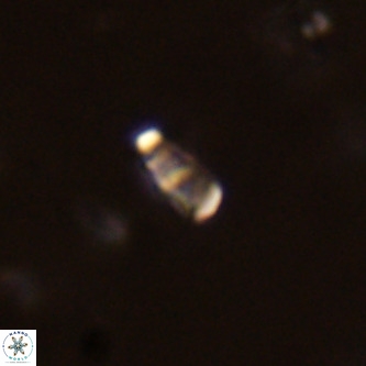 Lanternithus duocavus VR 01679