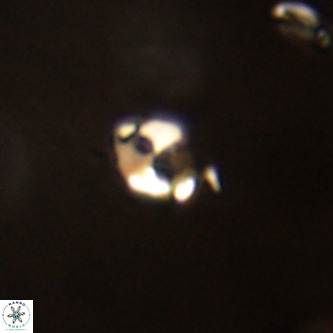 Lanternithus duocavus VR 01000
